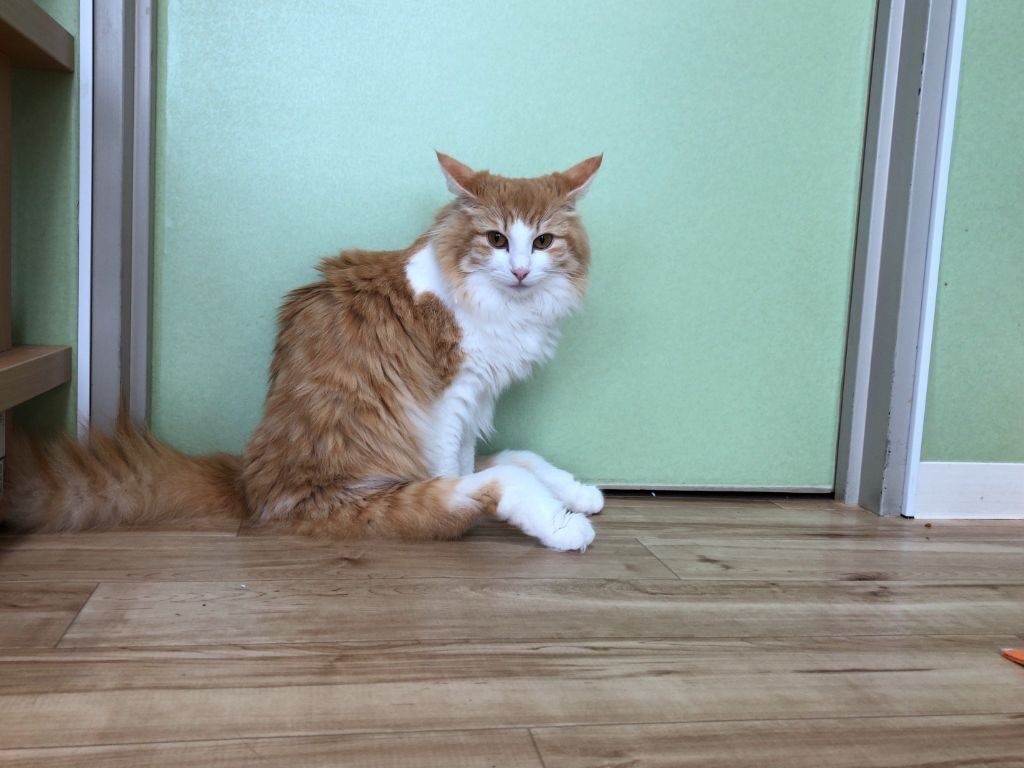 滋賀県猫カフェ「にゃんずはうす」の猫