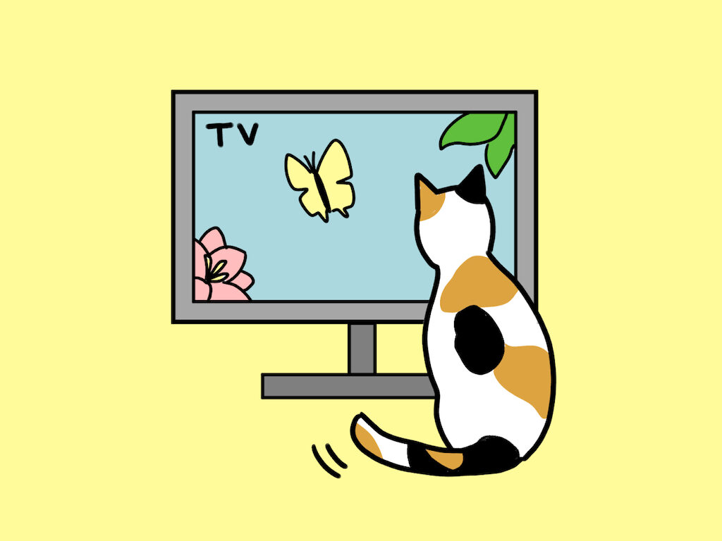テレビを眺める猫