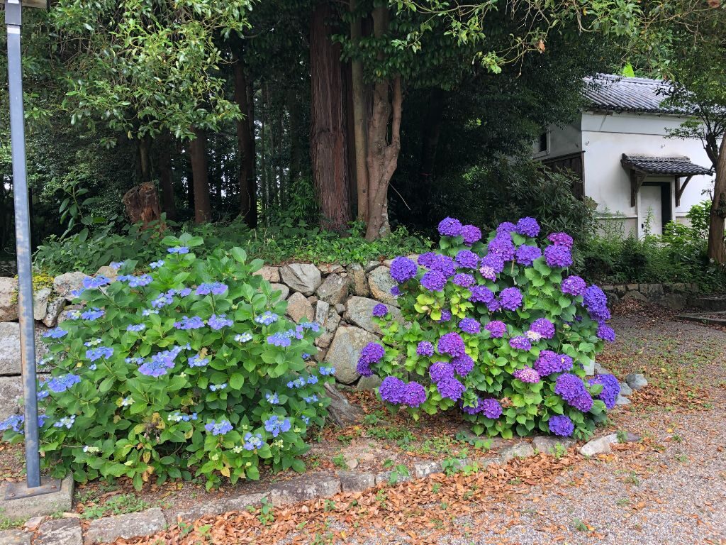 甲賀市・矢川神社のあじさい（「忍者の里のあじさい花手水」期間中）