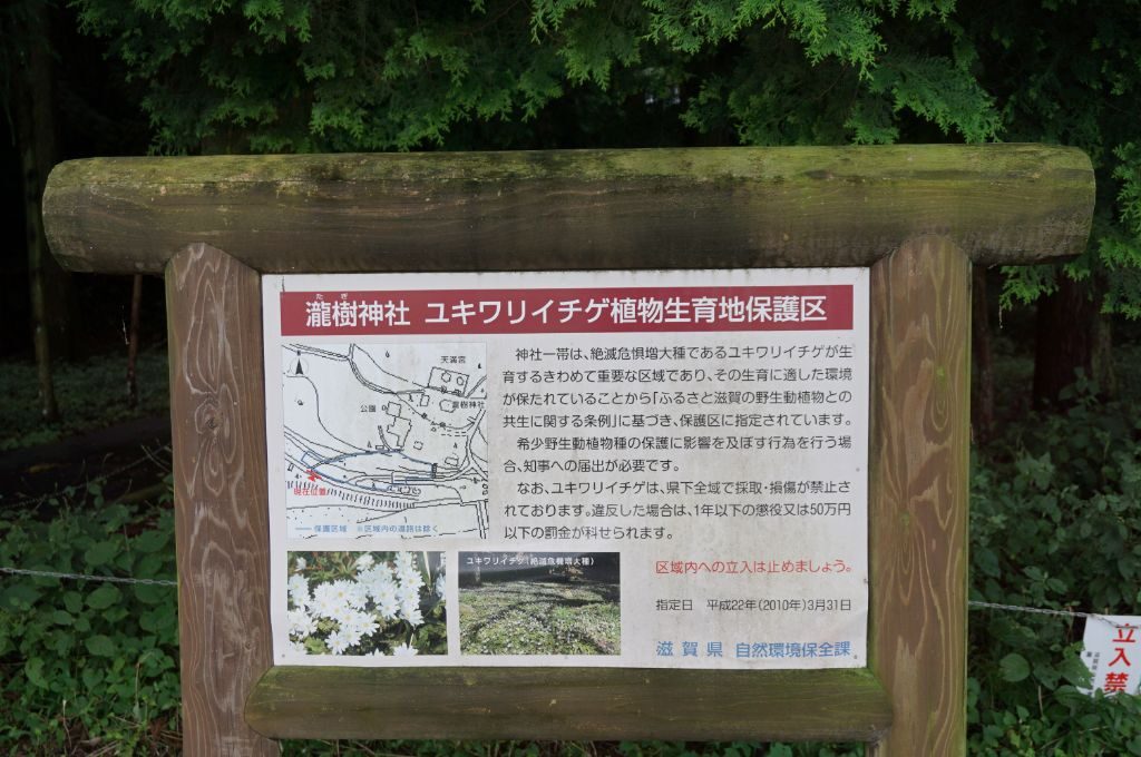 土山町瀧樹神社にあるユキワリイチゲの案内板