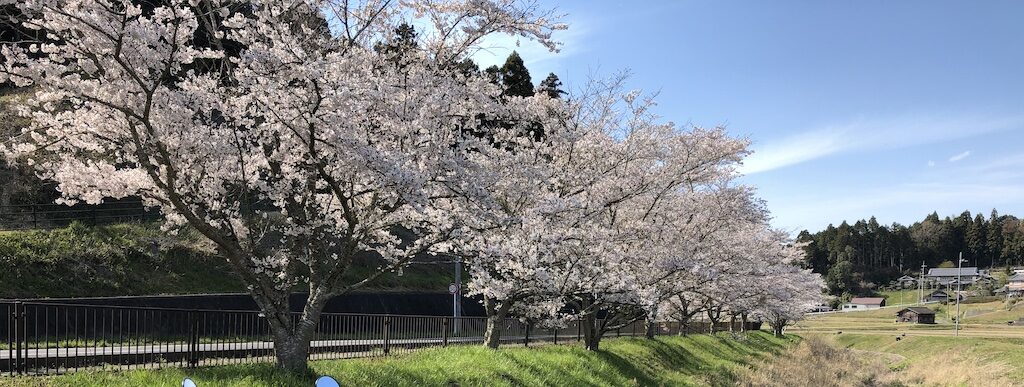 甲南町日吉神社の前の桜並木