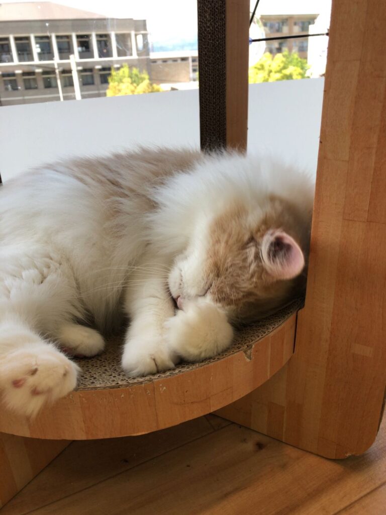 滋賀県猫カフェ「にゃんずはうす」の店内で眠る猫