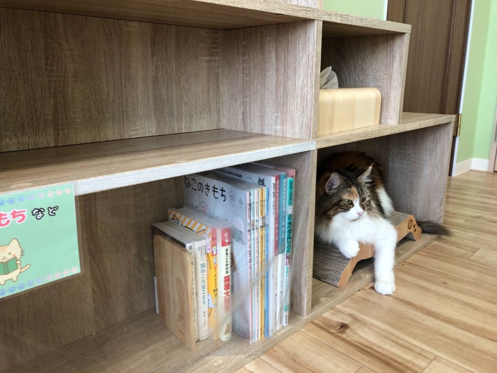 滋賀県猫カフェ「にゃんずはうす」の店内にある本