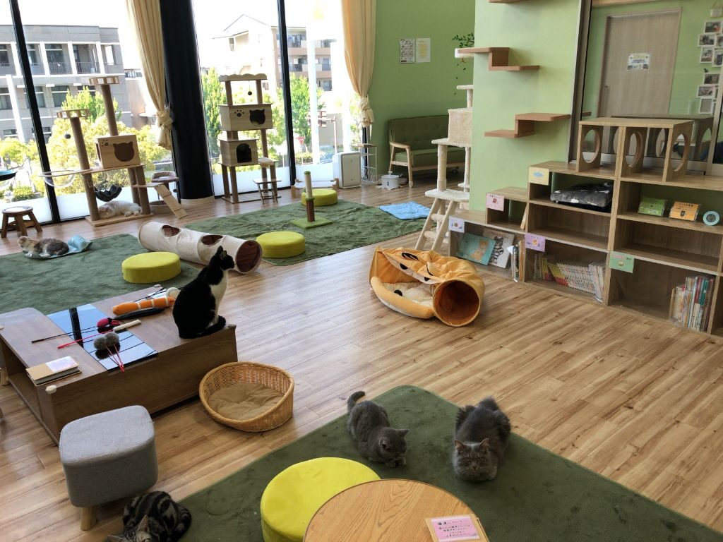 滋賀県猫カフェ「にゃんずはうす」の店内