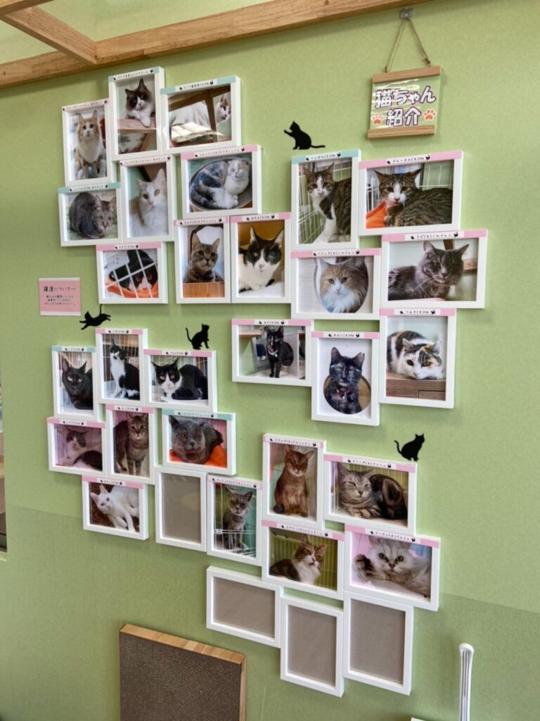 滋賀県猫カフェ「にゃんずはうす」の猫たち紹介