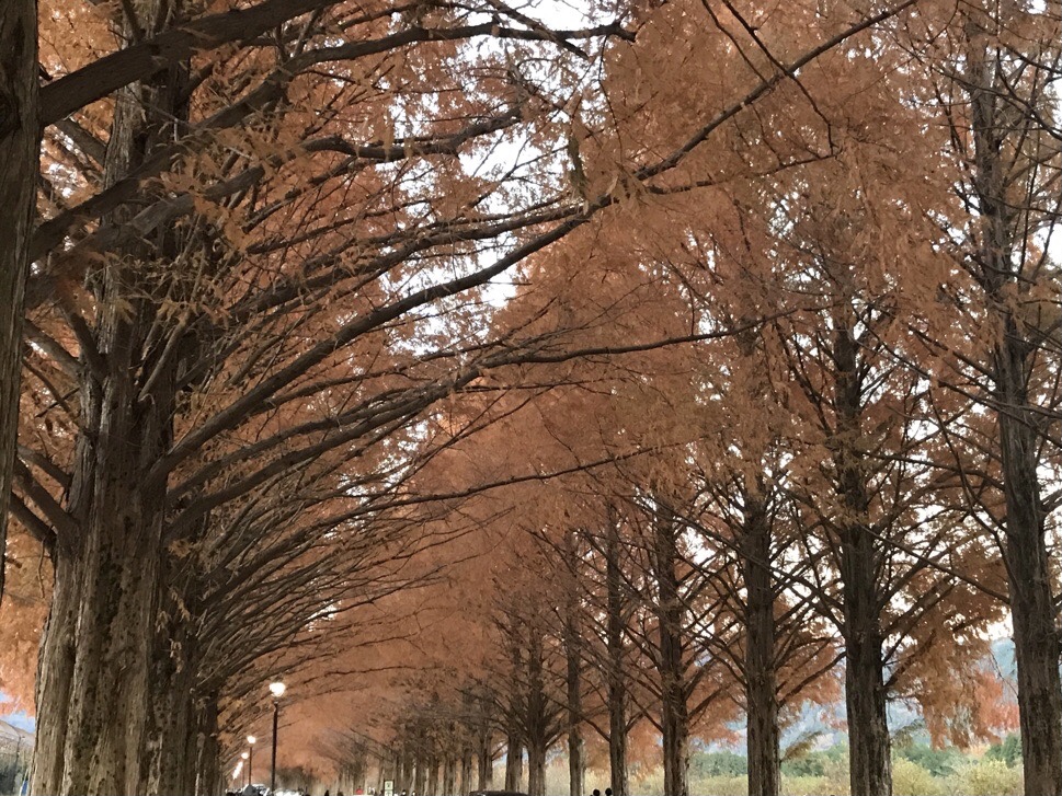 【高島市】【紅葉】圧巻！マキノ高原メタセコイア並木をリポート！
